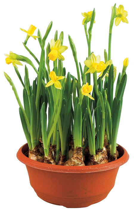 Påskeliljer Narcissus tête à tête 19 cm potte